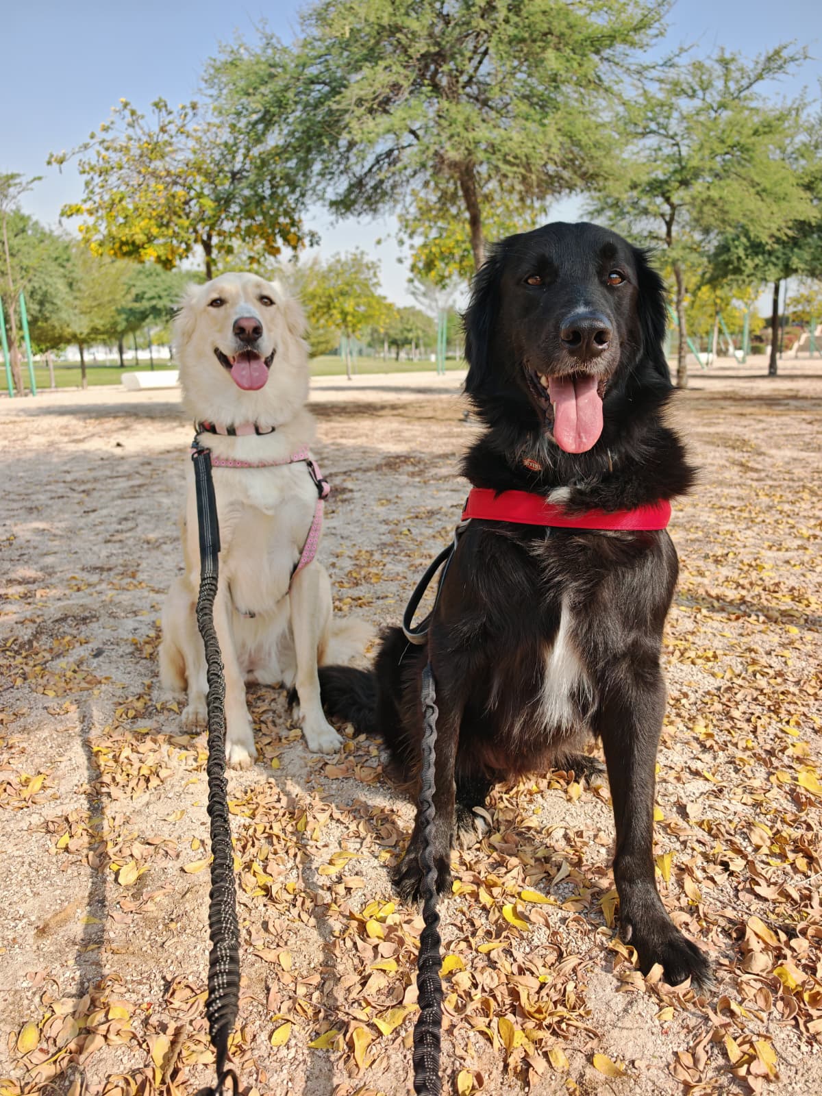 Furry pet care gallery image 1