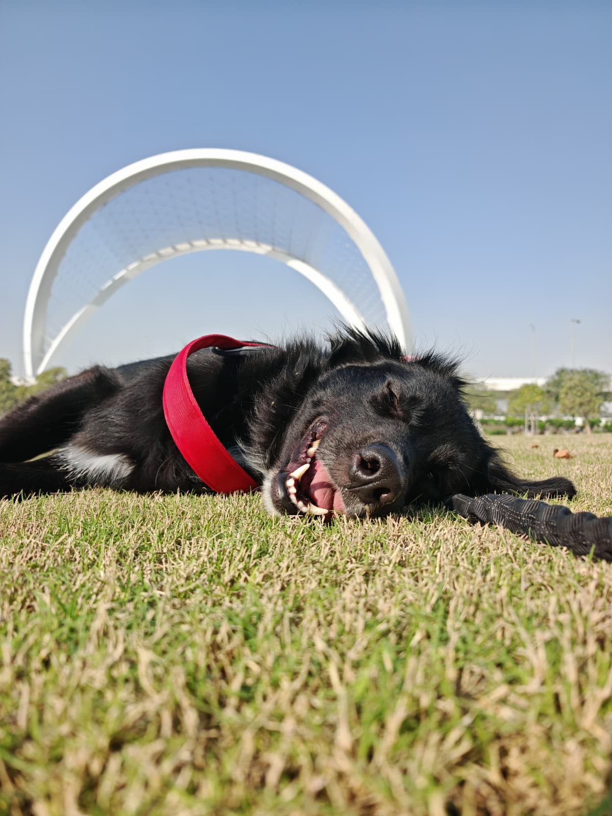 Furry pet care gallery image 10
