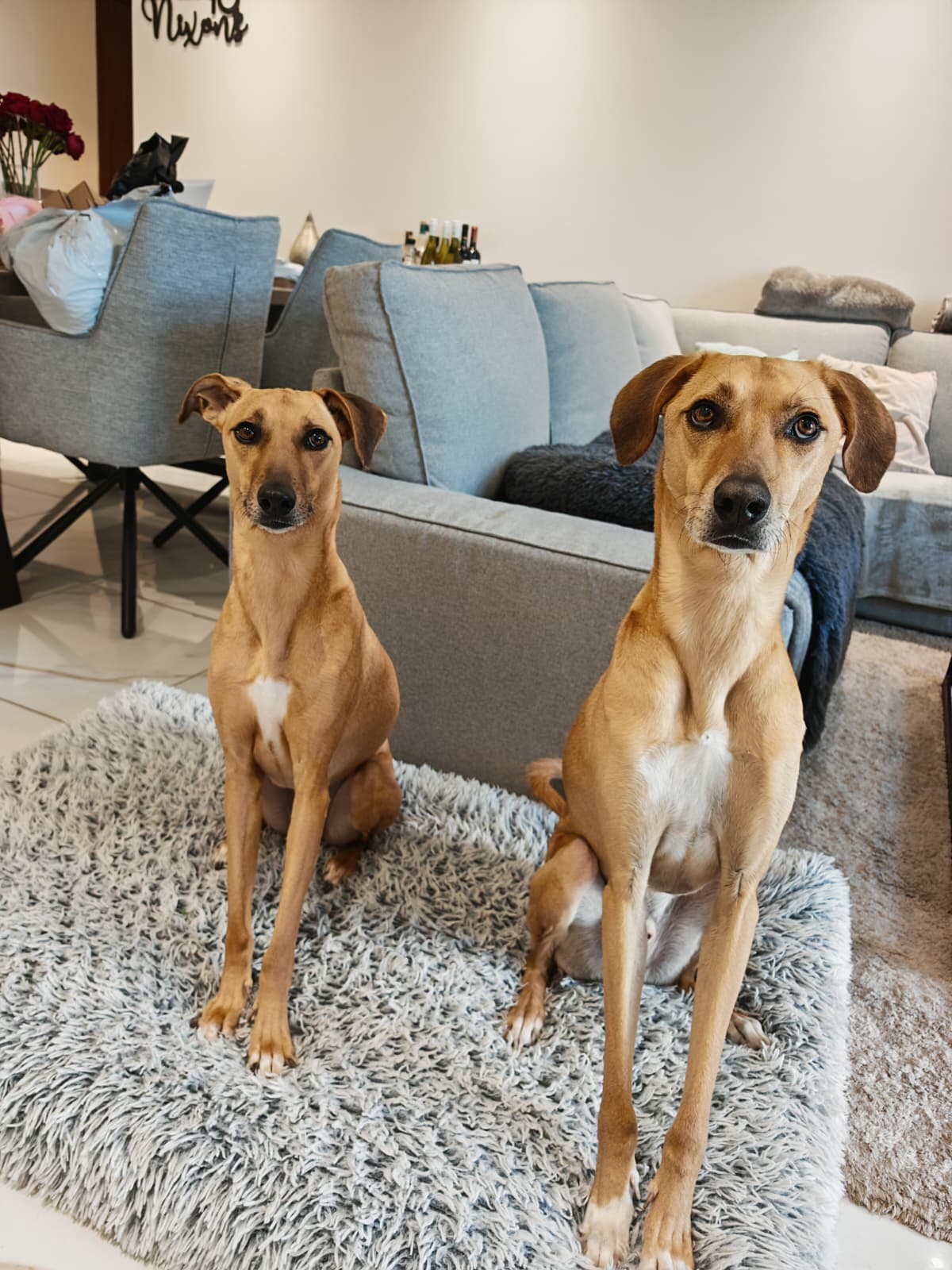 Furry pet care gallery image 3