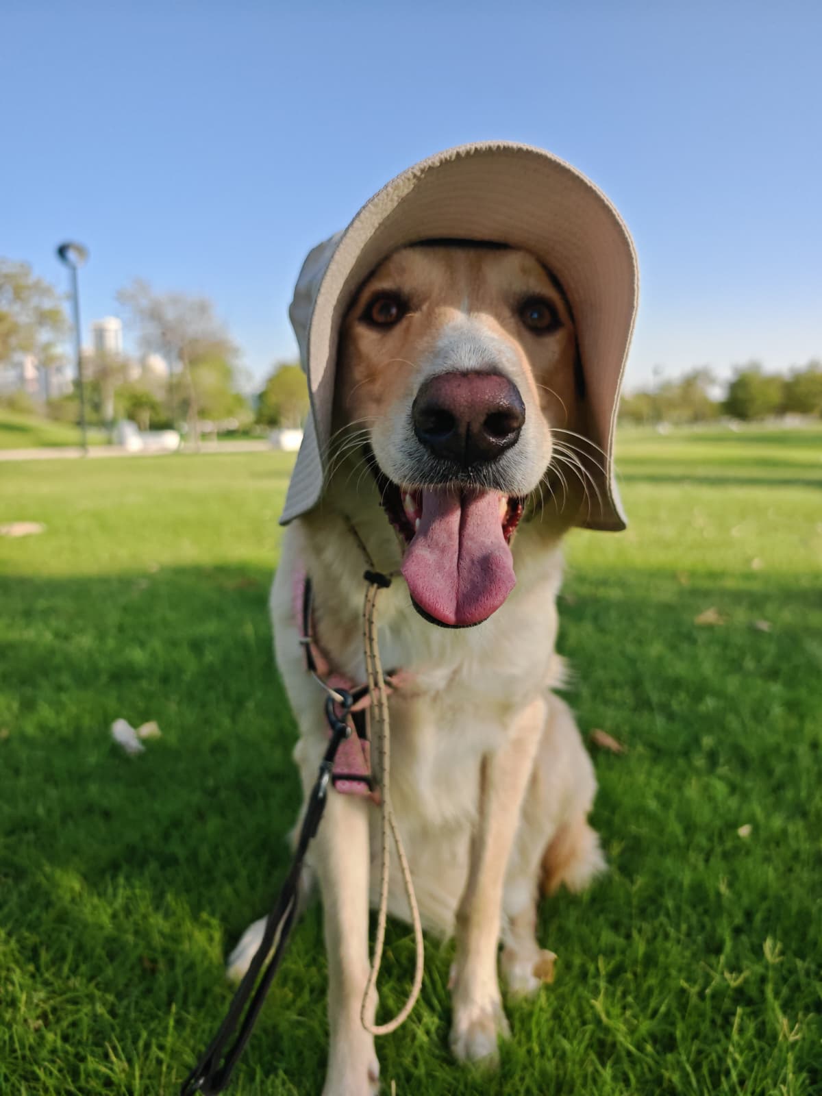 Furry pet care gallery image 2