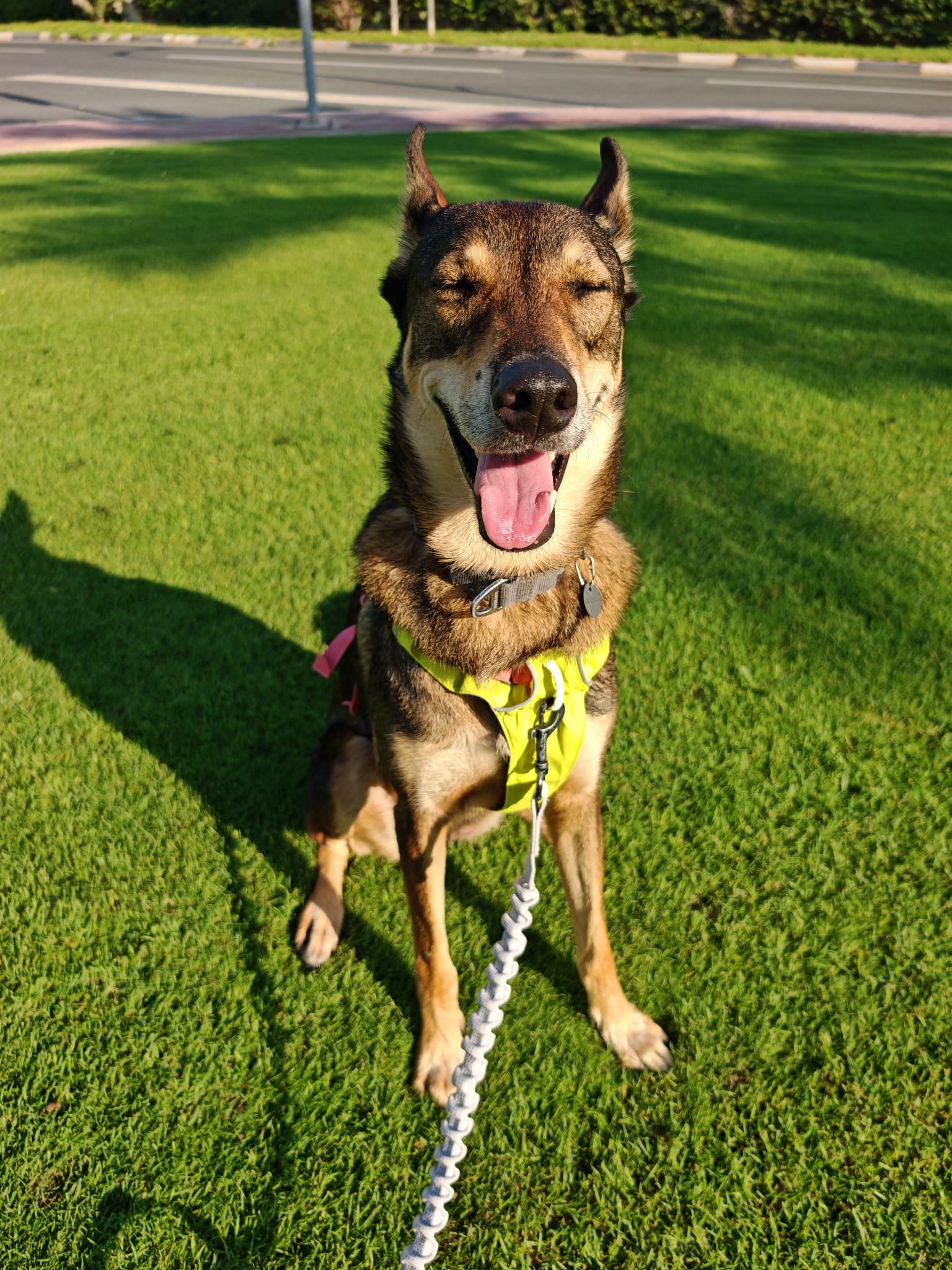 Furry pet care gallery image 9