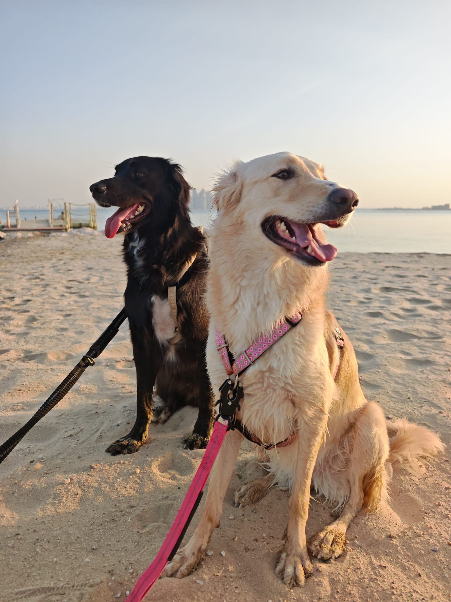 Furry pet care gallery image 8
