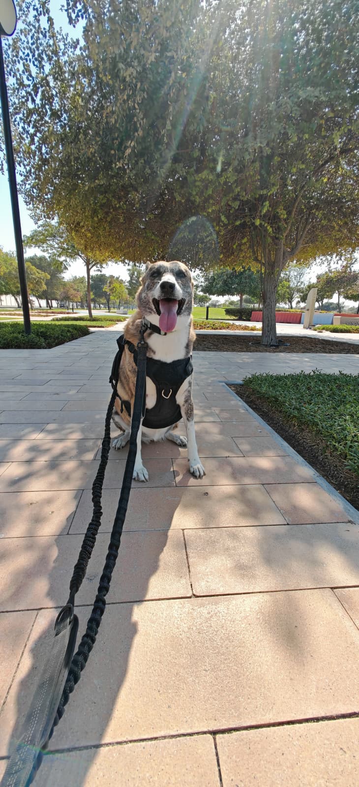 Furry pet care gallery image 6