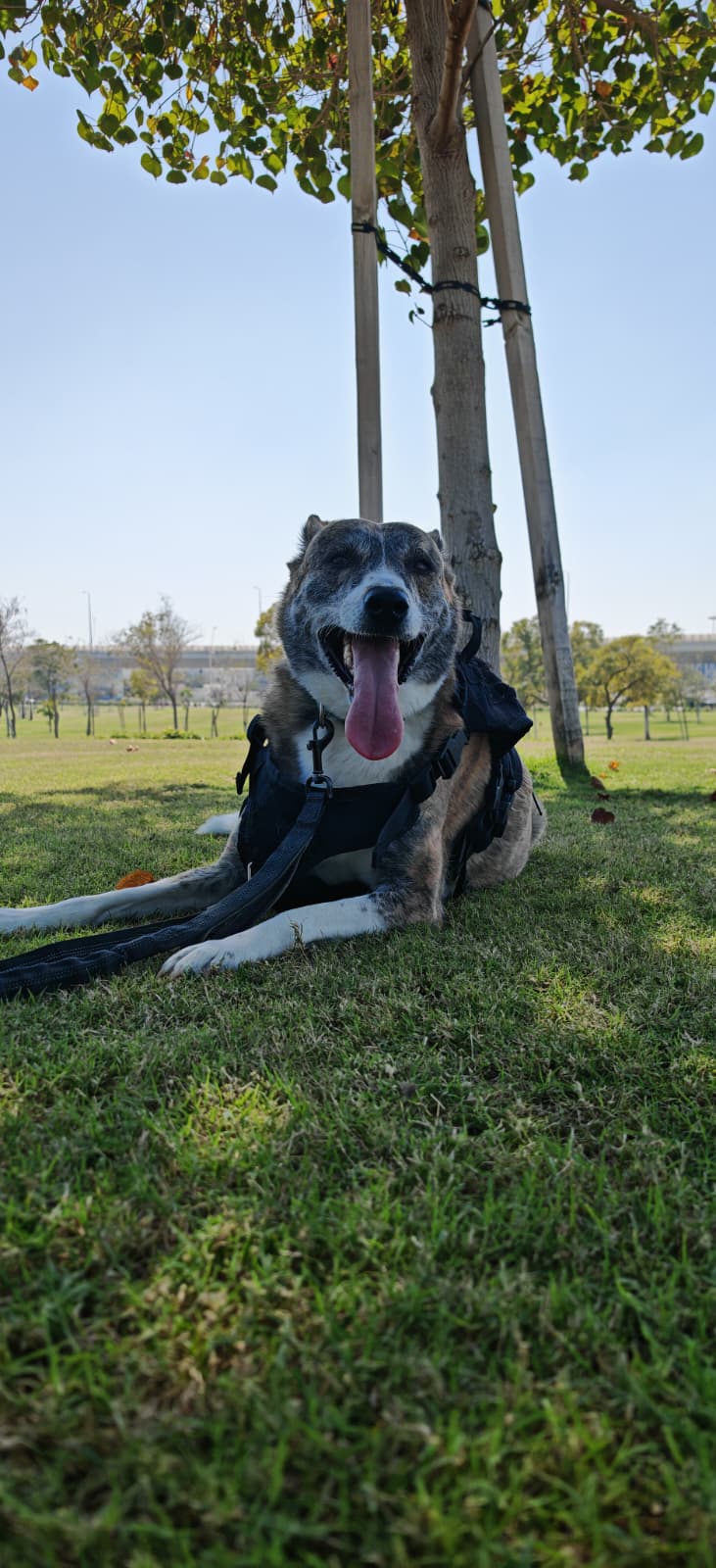 Furry pet care gallery image 11