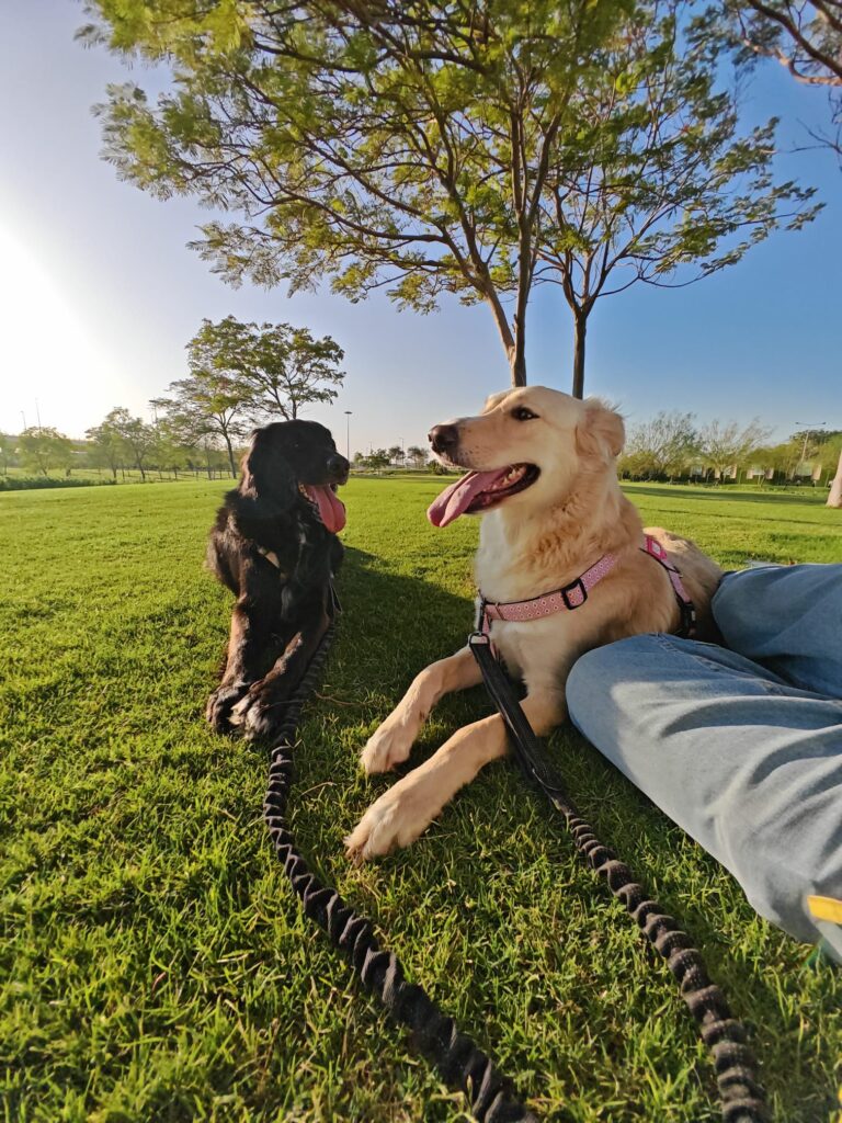 About Furry Pet Sitting