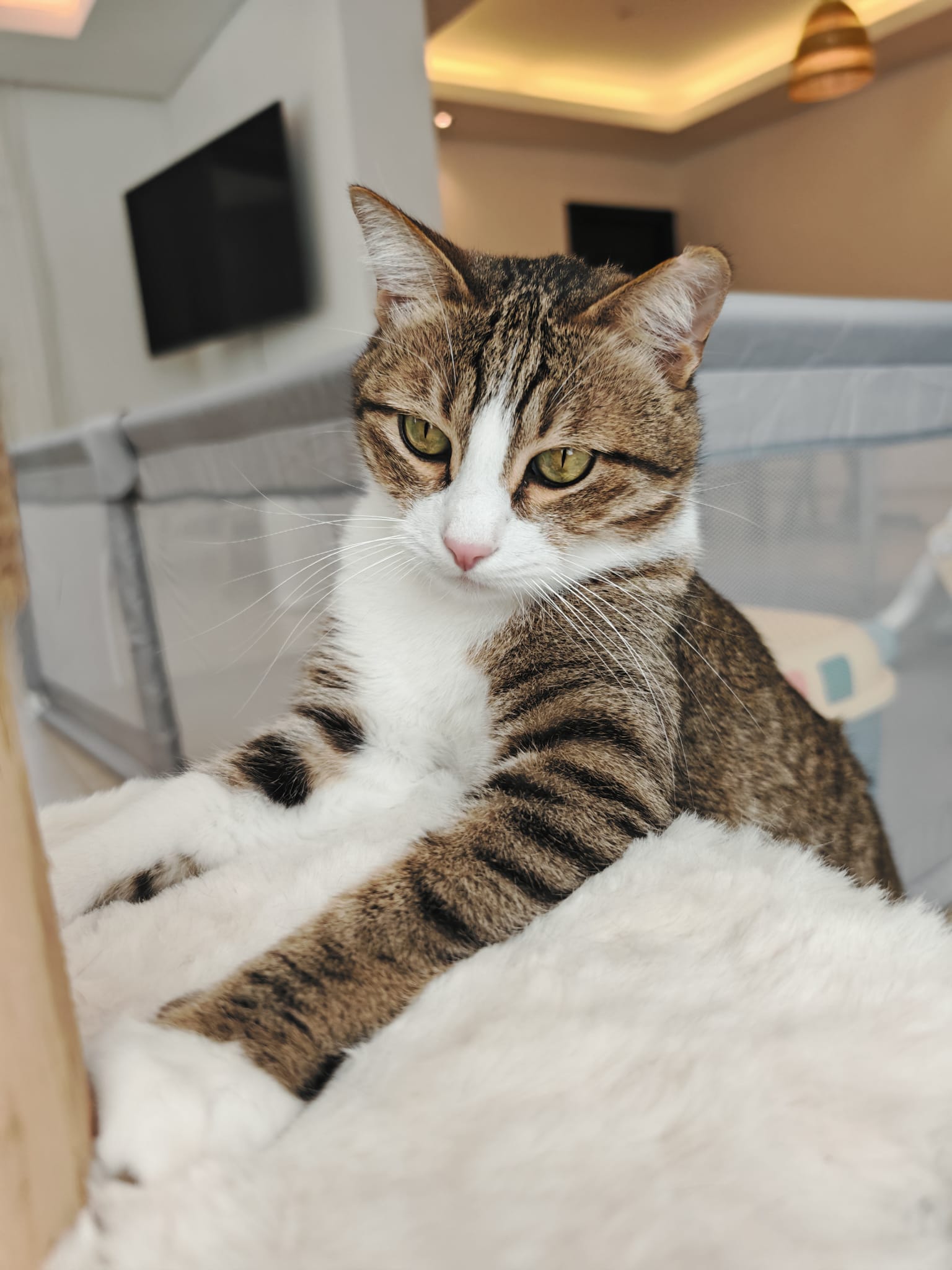 Furry pet care gallery image 7
